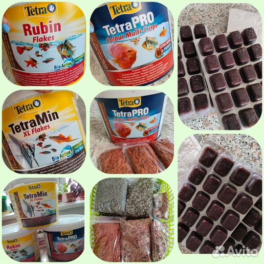 Аквариумные рыбки собственной разводни