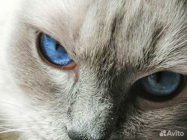 Котята рэгдолл от Чемпионов с документами WCF