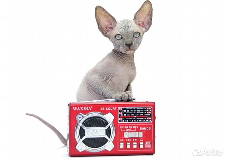 Чудесный расчудесный малыш Гари канадский сфинкс