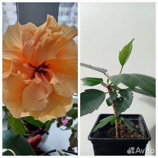 Комнатные цветы