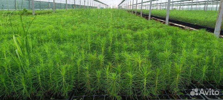 Сеянцы сосны обыкновенной зкс от производителя