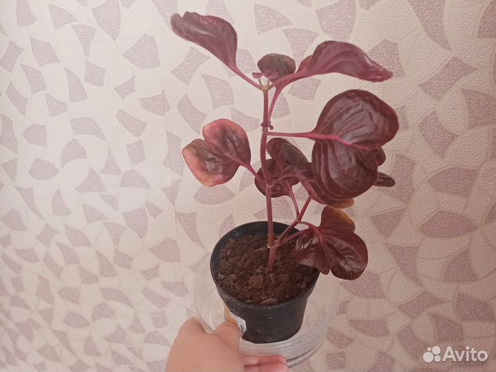 Бегония, фуксия, ирезине