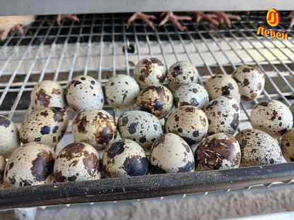 Инкубационное яйцо перепелов в наличии, Зеленогорск