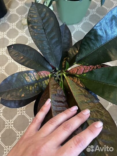 Кодиеум миссис айстон