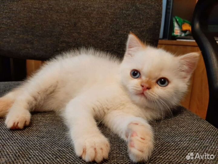 Отдам котенка в добрые руки