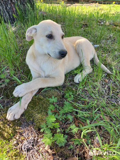 Щенок в добрые руки бесплатно