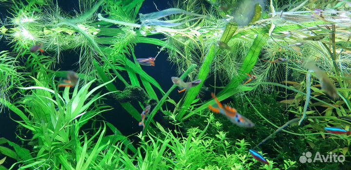 Гуппи эндлера