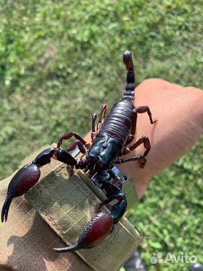 Пауки птицееды