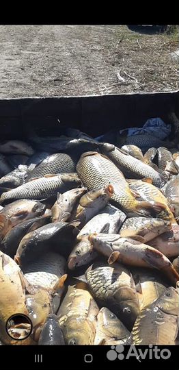 Живая рыба карп толстолоб