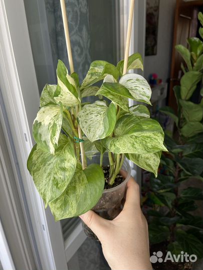 Комнатные растения, ч.1