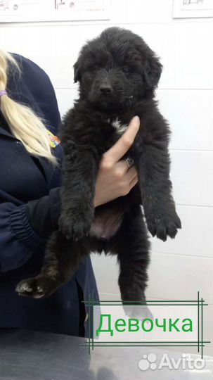Щенки 1,5 месяца