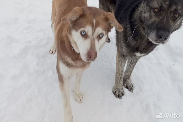 Собаки бесплатно в добрые руки