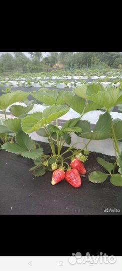 Клубника рассада домашняя