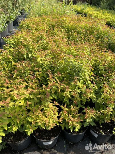 Спирея японская, серая Грефшейм