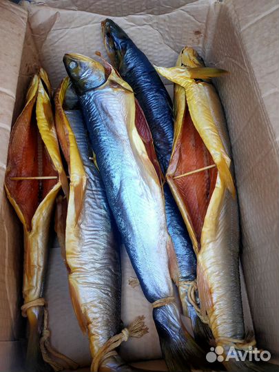 Свежемороженный голец гламурный