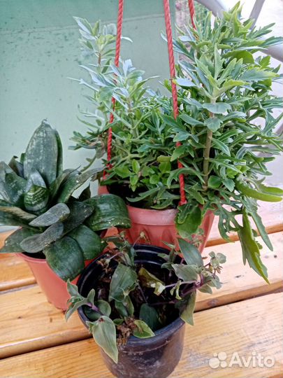 Комнатные цветы