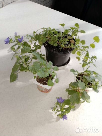 Кампанула жених