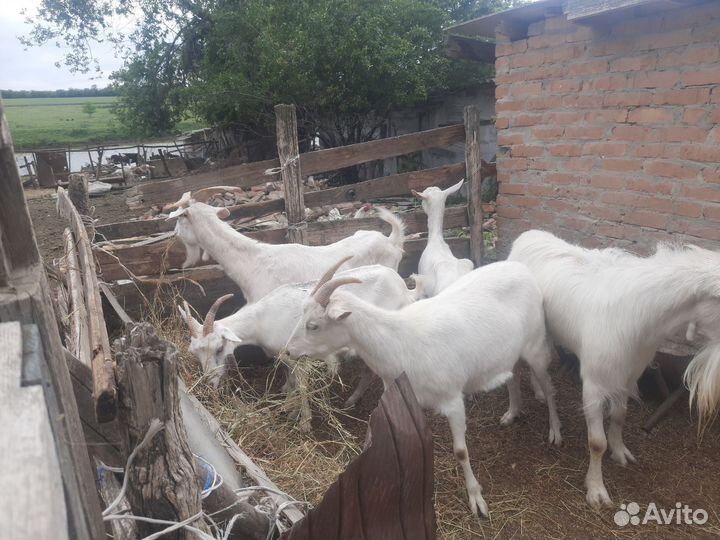 Чистокровные зааненские козы молочные