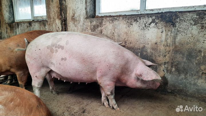 Свиноматки