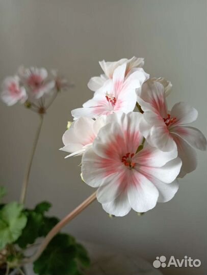 Пеларгония Lovely Wera