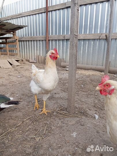 Петух ломан браун