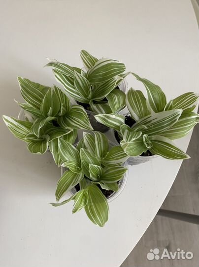 Традесканция Альбовитата (Альбовита)