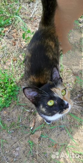 Кот ищет дом