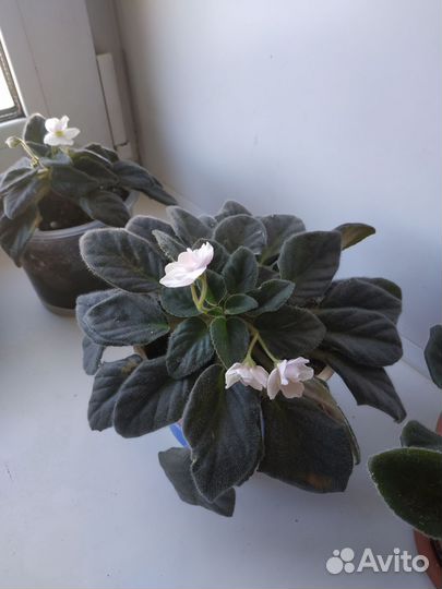 Цветущие фиалки