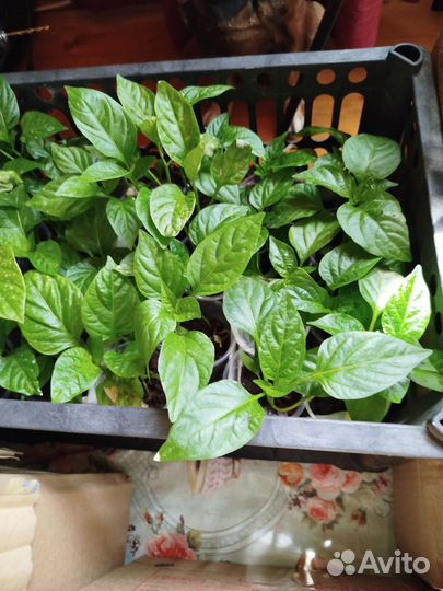 Рассада томатов и перцев