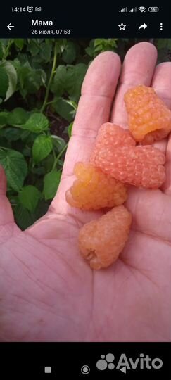 Малина разные сорта