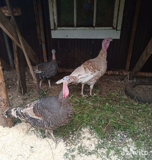 Индюки семья