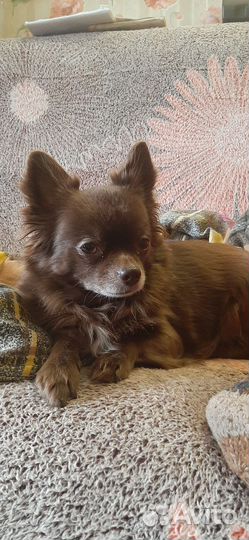 Передержка животных