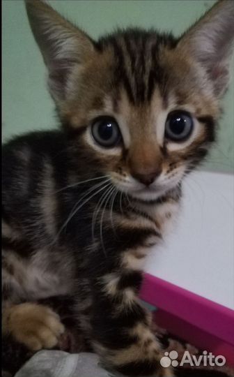 Бенгальская