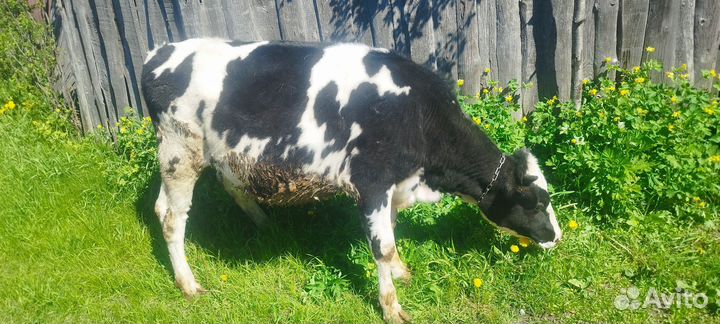 Телка не стельная 1 год