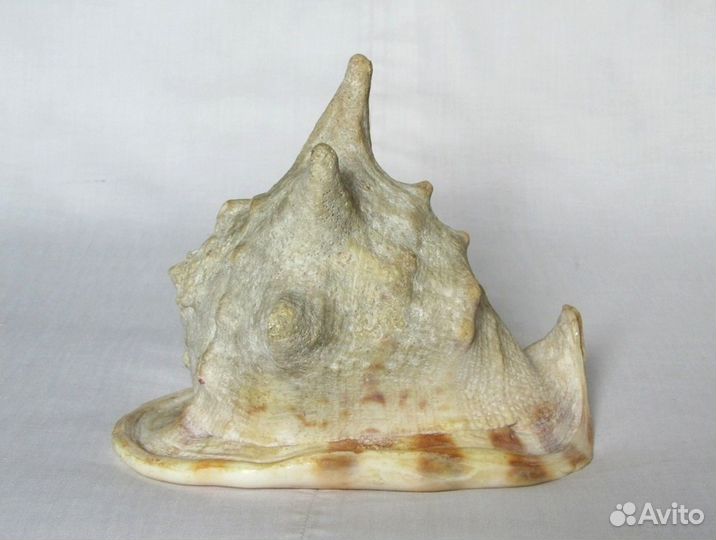 Морская раковина 