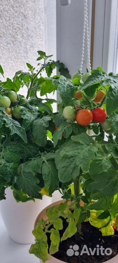 Рассада томатов балконных