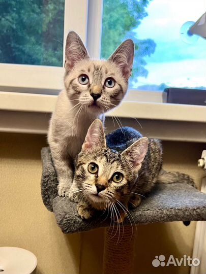 Котята ищут дом