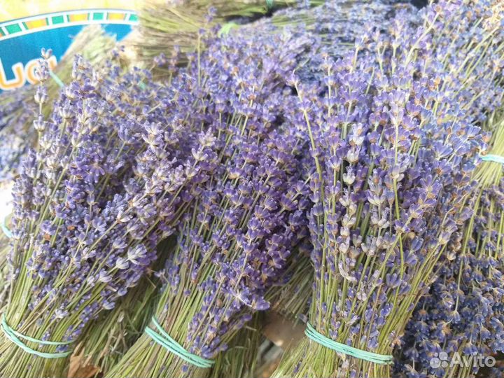 Крымская Лаванда 2023 год