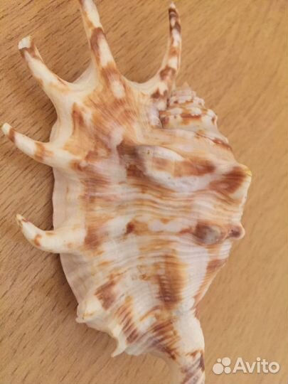 Морская ракушка