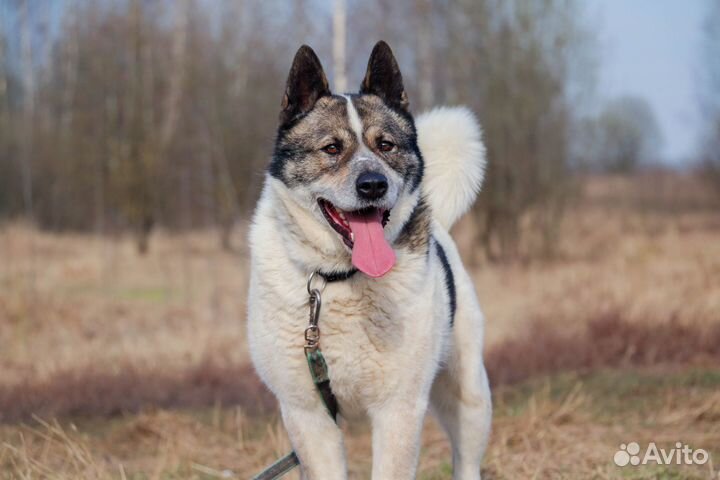 Алтай в Добрые Руки