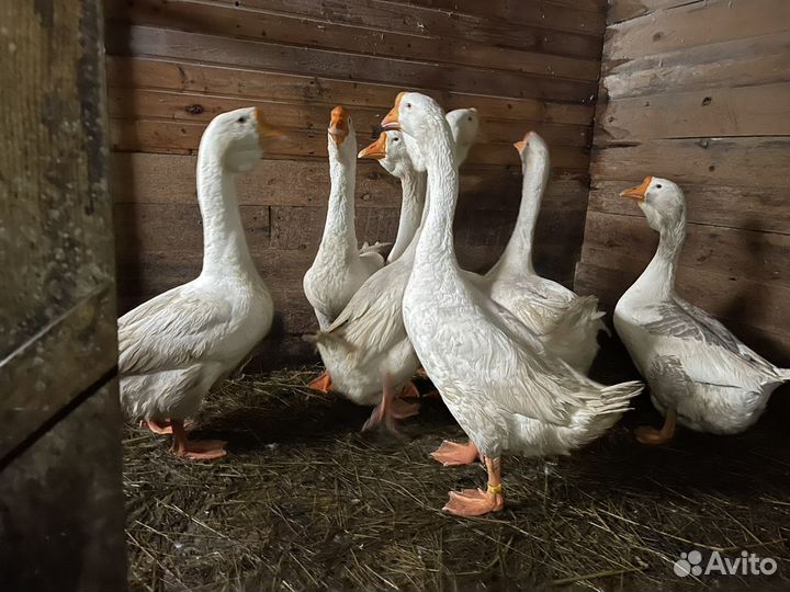 Холмогорские гуси