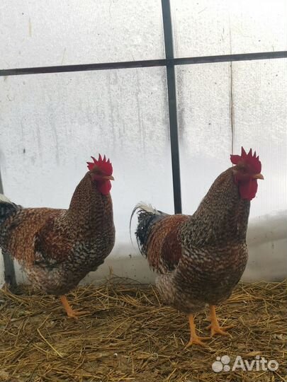 Куры породы Билефельдер