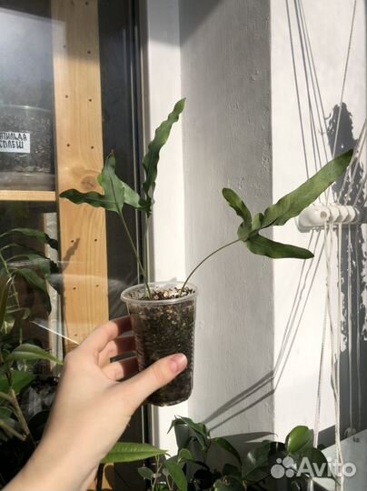 Эпипремнум Энджой, Фикус, Драцена флорида и др