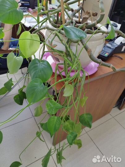 Филодендрон цветок в глиняном горшке