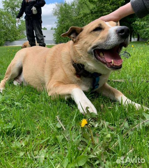 Собака в добрые руки