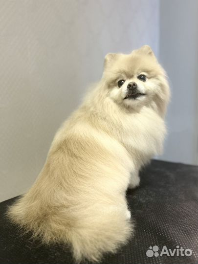 Грумер для питомцев