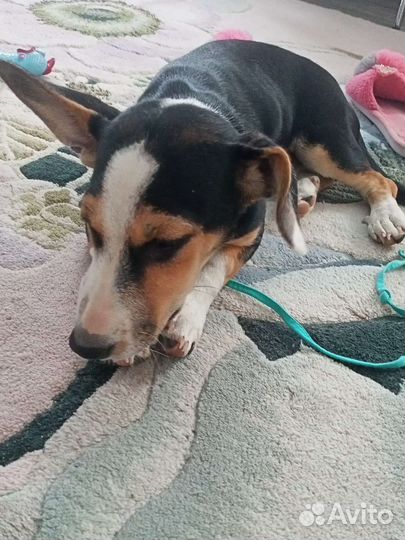 В добрые руки девочка