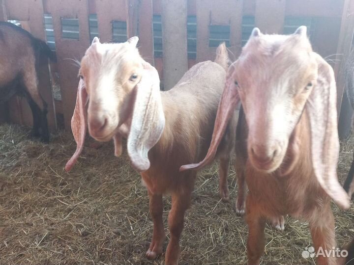 Нубийский козлик