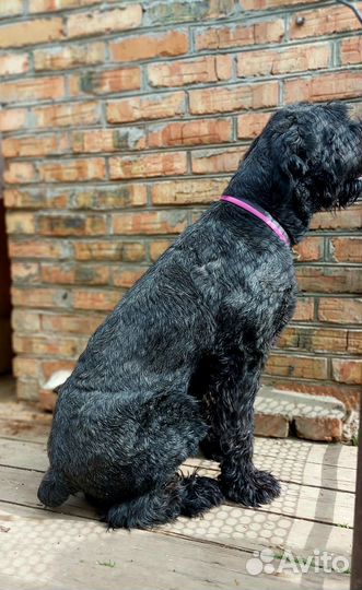 Ризеншнауцер вязка