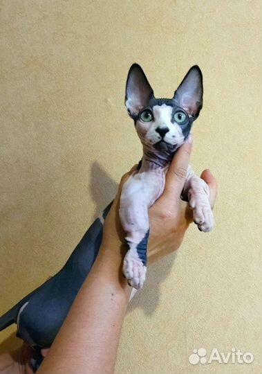 Сфинкс. Бамбино